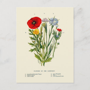 Botanische alte Kornfeld-Wildblumen Postkarte