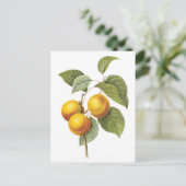 Botanische Apricot-Peach-Abbildung Postkarte (Stehend Vorderseite)