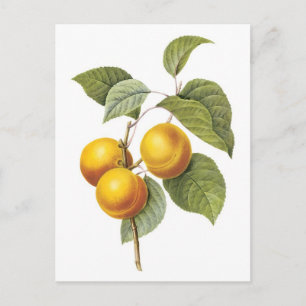 Botanische Apricot-Peach-Abbildung Postkarte