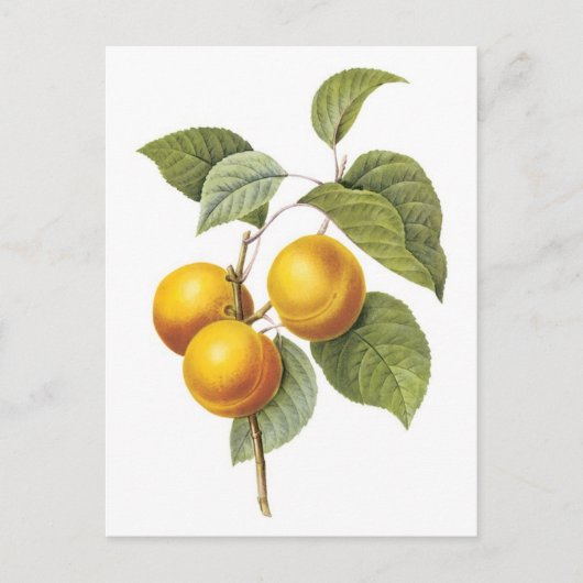 Botanische Apricot-Peach-Abbildung Postkarte (Vorderseite)