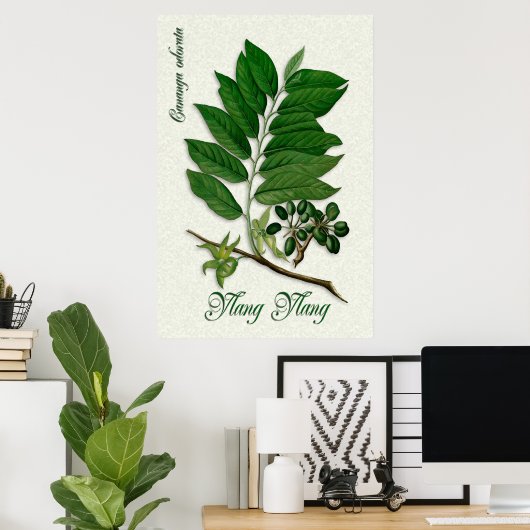 Botanische Aromatherapie-Abbildung Ylang Ylang Yla Poster (Heimbüro)