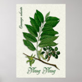Botanische Aromatherapie-Abbildung Ylang Ylang Yla Poster (Vorne)