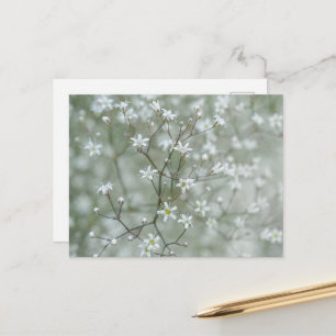 Botanische Baby-Atem-Blumen-Pflanzen-Fotografie Postkarte