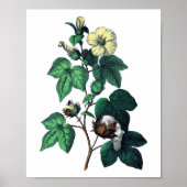 Botanische Baumwolle Poster (Vorne)