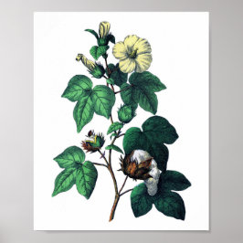 Botanische Baumwolle Poster