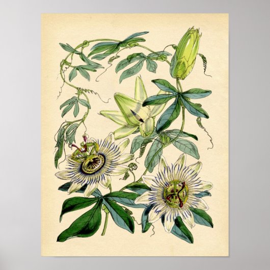 Botanische Blume - Passion (Passiflora) Poster (Vorne)