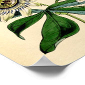 Botanische Blume - Passion (Passiflora) Poster (Ecke)