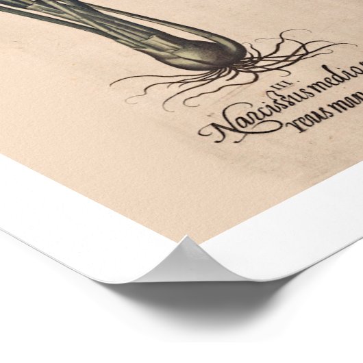 Botanische Blume Poster (Ecke)