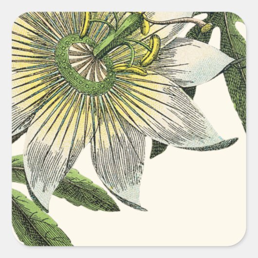 Botanische Blume "White Passion" Quadratischer Aufkleber (Vorderseite)