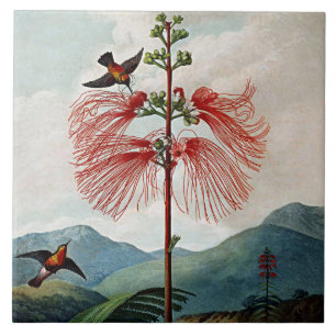 Botanische Blüten-blühende empfindliche Fliese