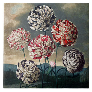 Botanische Blüten Nelken Keramik Fliese