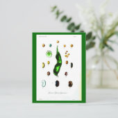Botanische Botanische Bohnen nach der Karte (Stehend Vorderseite)