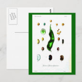 Botanische Botanische Bohnen nach der Karte (Vorne/Hinten)
