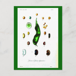 Botanische Botanische Bohnen nach der Karte