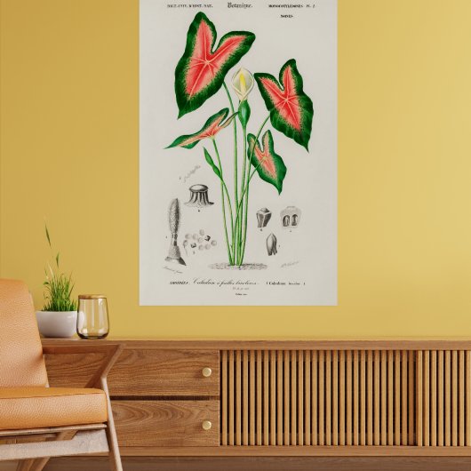 Botanische Caladium-Illustration Poster (Wohnzimmer 2)