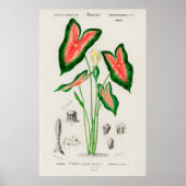 Botanische Caladium-Illustration Poster (Vorne)