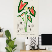 Botanische Caladium-Illustration Poster (Heimbüro)