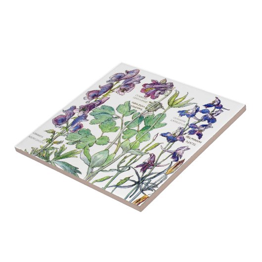 Botanische Columbine-Wildblume-Blumen-Fliese Fliese (Seite)