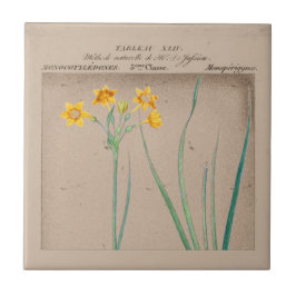 Botanische Daffodil Illustration Fliese