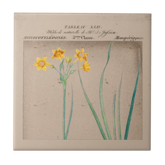 Botanische Daffodil Illustration Fliese (Vorderseite)