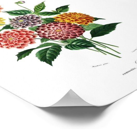 Botanische Dahlia Illustration Vintage Mauer Poster (Ecke)