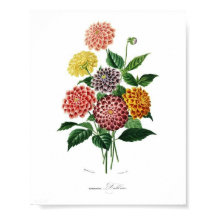 Botanische Dahlia Illustration Vintage Mauer