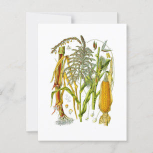 Botanische Darstellung der Pflanze von Mais Postkarte