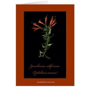 Botanische Druck-Karten Kaliforniens Fuschia