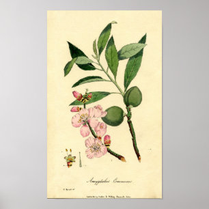 Botanische Druck-Mandel (Amygdalus communis) Poster