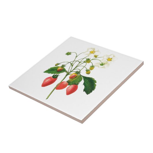 Botanische Erdbeeren Keramik Tile Fliese (Seite)