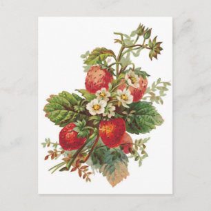 botanische Erdbeeren Postkarte