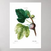 BOTANISCHE "FEIS" REDOUTÉ POSTER (Vorne)