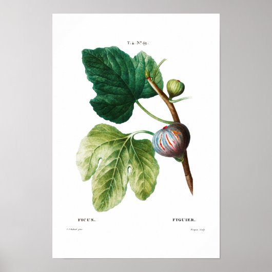BOTANISCHE "FEIS" REDOUTÉ POSTER (Vorne)