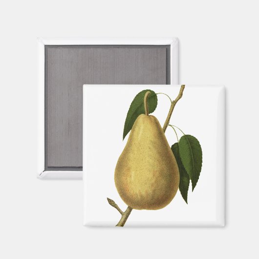 Botanische Fruchtbirne Magnet (Vorderseite/Rückseite)