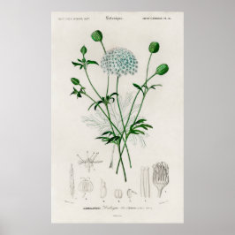 Botanische Garten Blaue Wildblumen-Illustration Poster