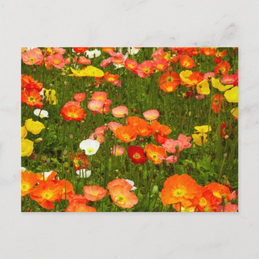 Botanische Gärten Postkarte (Vorderseite)