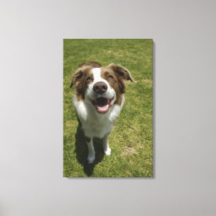 Botanische Gärten, Sydney, New South Wales, 2 Leinwanddruck