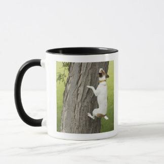 Botanische Gärten, Sydney, New South Wales, 4 Tasse