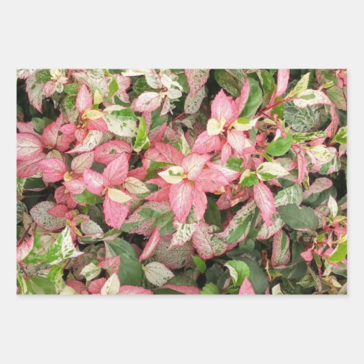 Botanische Geschenkpapier-Blätter Geschenkpapier Set (Vorderseite 2)