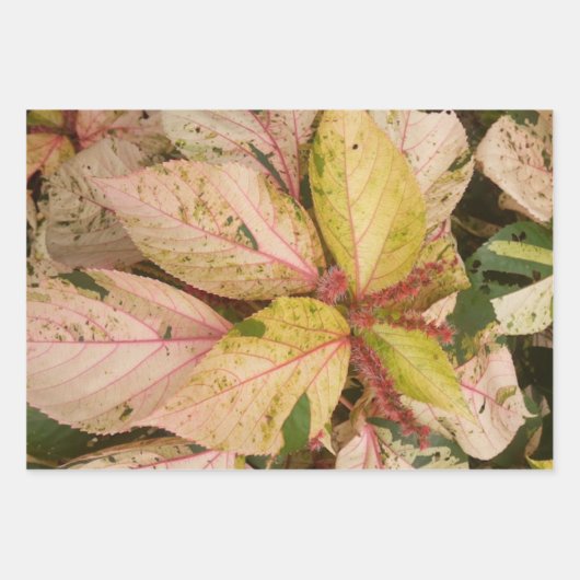 Botanische Geschenkpapier-Blätter Geschenkpapier Set (Vorderseite)