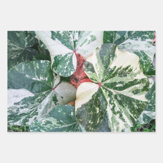 Botanische Geschenkpapier-Blätter Geschenkpapier Set (Vorderseite)