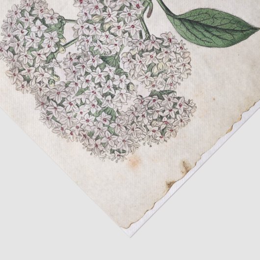 Botanische Golddragonfly-Blume Seidenpapier (Ausschnitt)