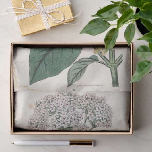 Botanische Golddragonfly-Blume Seidenpapier (Geschenk)