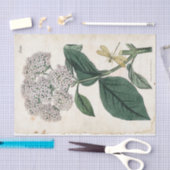 Botanische Golddragonfly-Blume Seidenpapier (Handwerk)