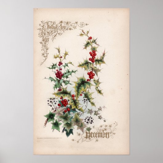 Botanische Gravuren, Dezember Poster (Vorne)