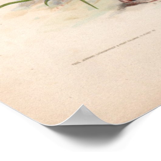 Botanische Gravuren, Februar Poster (Ecke)