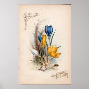 Botanische Gravuren, Februar Poster