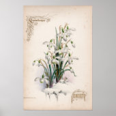 Botanische Gravuren, Januar Poster (Vorne)