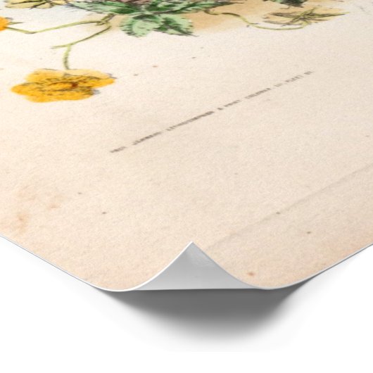 Botanische Gravuren, September Poster (Ecke)