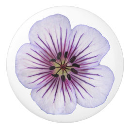 Botanische hellblaue Pelargonie-Blume auf Keramikknauf